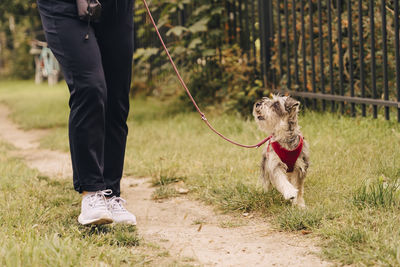 Cute schnauzer looking at female owner while walking in park