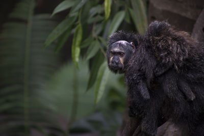 Close-up of a monkey