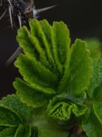 Close-up of plant