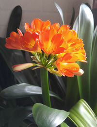 Close-up of orange tulips blooming outdoors