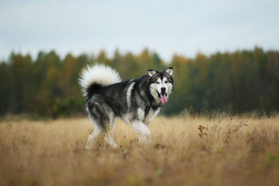 Dog running on field