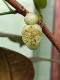 Close-up of flowering plant