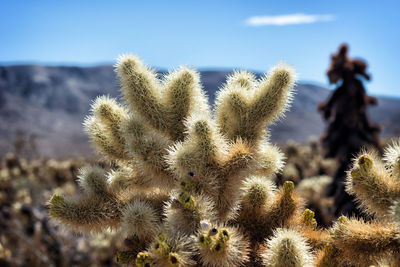 Close-up of cactus plant