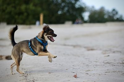 Dogs running on beach