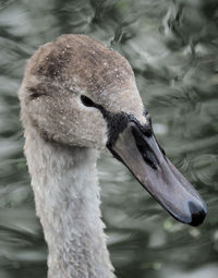 Close-up of swan swimming in lake