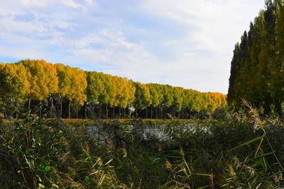 Scenic view of trees by lake against sky