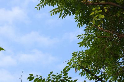 Low angle view of trees against cloudy sky