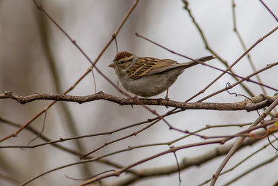 Close-up of bird perching on branch