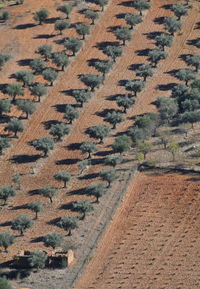 Full frame shot of agricultural field