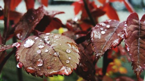 Close-up of wet leaves