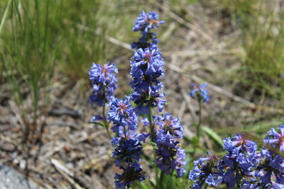 Close-up of purple flowers