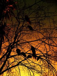 Low angle view of birds perching on branch