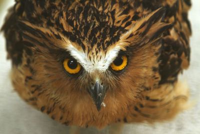 Close-up portrait of owl