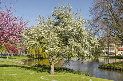 Cherry blossoms in park against sky