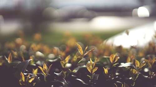 Close-up of plant against blurred background