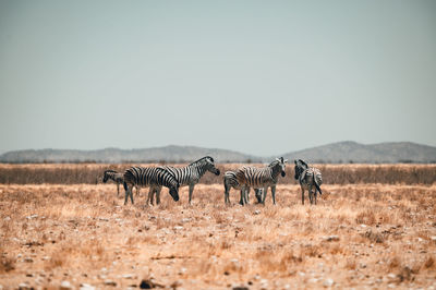 Horses on a field