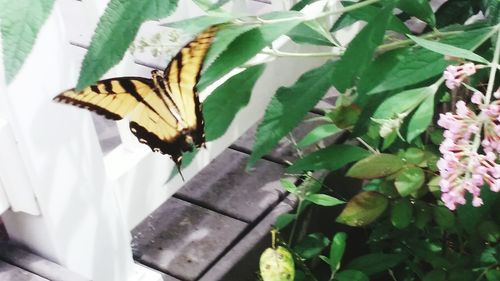 Insect on leaf