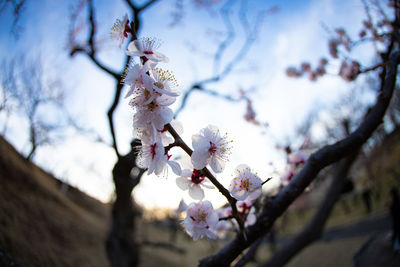 Close-up of cherry blossoms in early spring