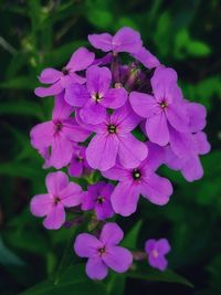 Close-up of pink flowering plants