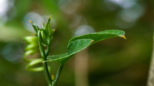 Close-up of fresh green plant