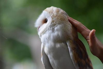 Close-up of cropped hand touching barn owl