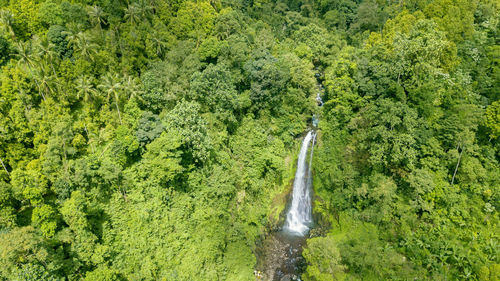 Scenic view of waterfall in forest