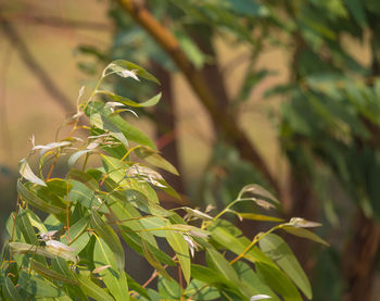 Close-up of plant