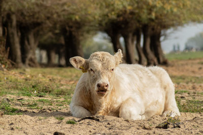 Close-up of goat