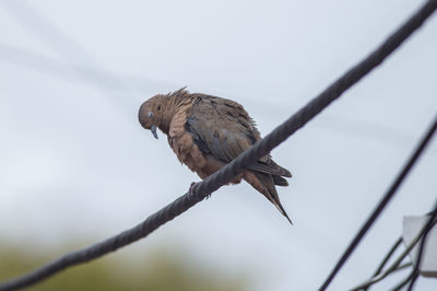 Close-up of bird perching on a branch