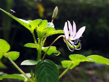 Close-up of insect on plant