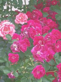 Close-up of pink roses blooming outdoors