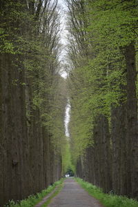 Scenic view of infinite tree