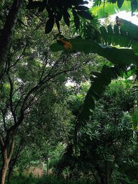 Plants growing in forest