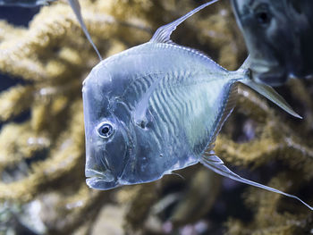 Close-up of fish swimming in water