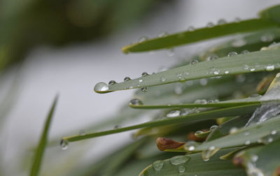 Close-up of water drops on plant