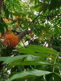 Low angle view of lizard on tree