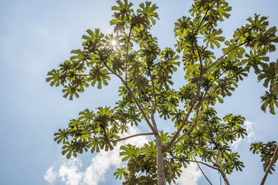Low angle view of leaves against sky on sunny day