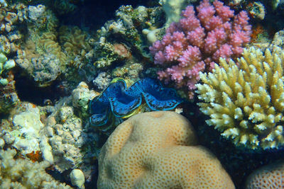 Close-up of fish in sea