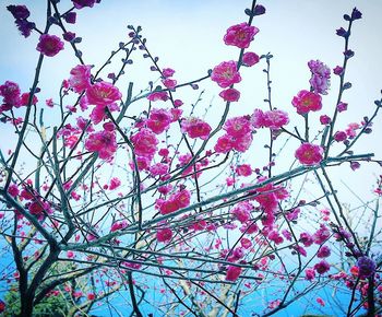 Low angle view of pink flowering tree