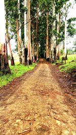 Dirt road passing through forest