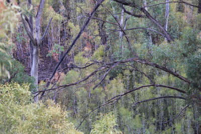 Trees growing on field in forest