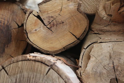 Full frame shot of logs in forest