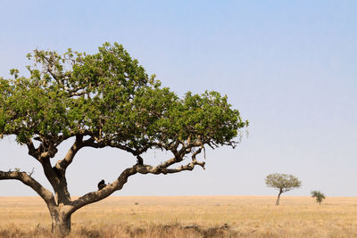 Tree on field against clear sky