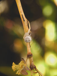 Close-up of insect on plant