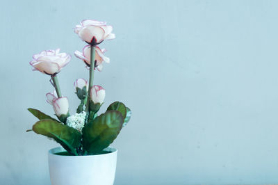 Close-up of white flower in vase against wall