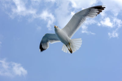 Low angle view of seagulls flying in sky