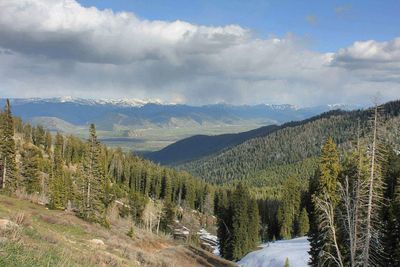 Panoramic view of pine trees and mountains against sky