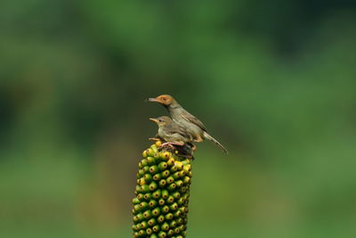 Close-up of bird perching on a plant