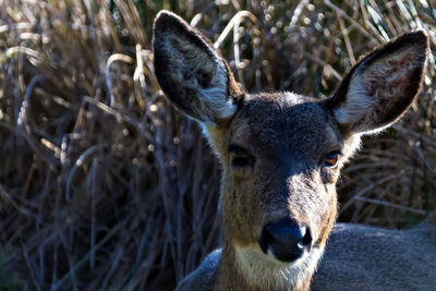 Portrait of roe deer