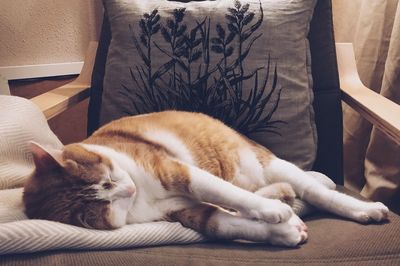 Cat sleeping on sofa at home